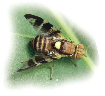 Eingewanderter Schdling: Walnussfruchtfliege
