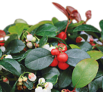 Das Amerikanische
Wintergrn erfreut in der kalten Jahreszeit mit seinen
weien Blten und roten Scheinbeeren