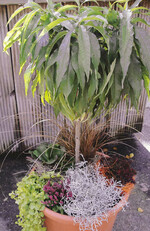 Ein Zwergpfirsich im Kübel dekorativ
bepflanzt