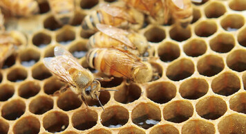 Arbeiterbienen fllen Nektar,
vermischt mit krpereigenen
Sften und Enzymen, in die
Honigwaben