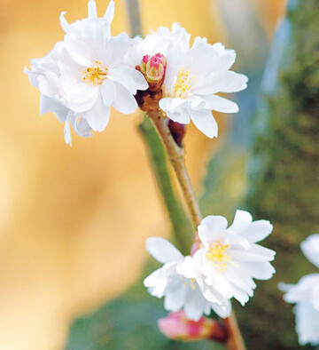 Vorbote des Frhlings: Schnee-Kirsche
