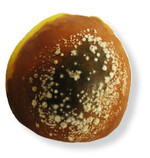 Mit <i>Monilia polystroma </i>befallener Apfel