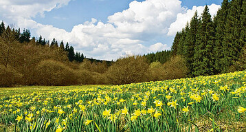 Die wildwachsende Gelbe Narzisse verwandelt die Talwiesen in der Eifel zur Vollblte in faszinierende gelbe Bltenteppiche