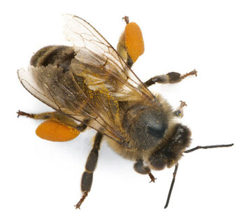 Massnahmenkatalog gegen Bienensterben: Forschungsprojekt Fit Bee