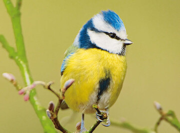 Gartentier des Jahres 2014: Blaumeise