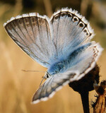 Männlicher Silbergrüner Bläuling