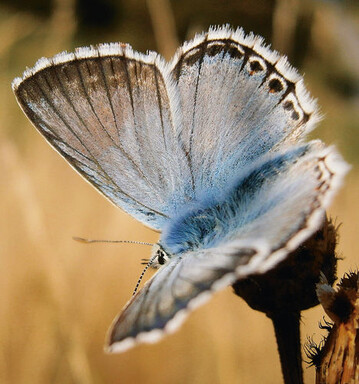 Mnnlicher Silbergrner Bluling
