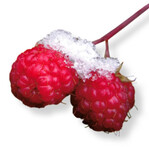 Auch nach Neujahr wurden dieses Jahr noch Herbsthimbeeren reif