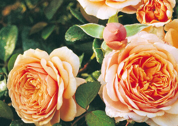 Hochzeitsrose Elizabeth Stuart