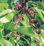 Der Wildapfel Malus
baccata jackii ist
Träger eines Apfelschorf-
Resistenzgens,
das für die
Züchtung neuer
schorfresistenter
Apfelsorten vielversprechend
ist.