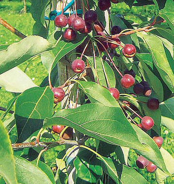 Der Wildapfel Malus
baccata jackii ist
Trger eines Apfelschorf-
Resistenzgens,
das fr die
Zchtung neuer
schorfresistenter
Apfelsorten vielversprechend
ist.
