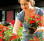 Edellieschen (<i>Impatiens neuguinea</i>) lassen sich
elegant mit Segge (<i>Carex</i>) kombinieren