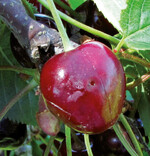 Befallene Frucht einer frühreifen
Kirschensorte