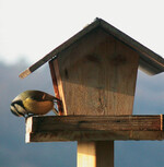 Mehr Nachwuchs dank Winterfütterung