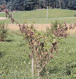 Holunder mit Welkesymptomen