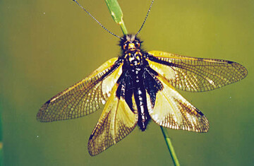<i>Libelloides coccajus </i>kommt in Sdbaden am Kaiserstuhl vor