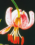 Die Blütenform der Türkenbundlilie ähnelt einem Turban