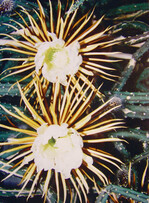 Die „Königin der Nacht“ entfaltet im Juni ihre prachtvollen Blüten