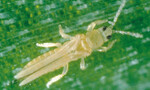 Ca. 1,5 mm großer Zwiebelthrips (<i>Thrips tabaci</i>)