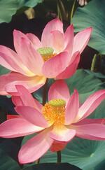 Die Lotosblume zeichnet sich nicht nur
durch ihre attraktiven Blüten, sondern auch
durch die stets sauberen Blätter aus.