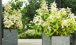 Auf der IPM Essen gewann Hydrangea ‘Butterfly’ den Preis „Colour your life Award“