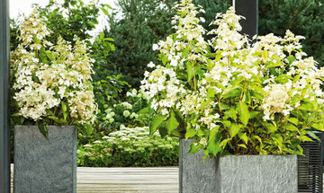 Auf der IPM Essen gewann Hydrangea Butterfly den Preis Colour your life Award
