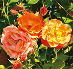 Mainau-Rosenkönigin 2012: Sieg für Strauchrose ‘Westerland’