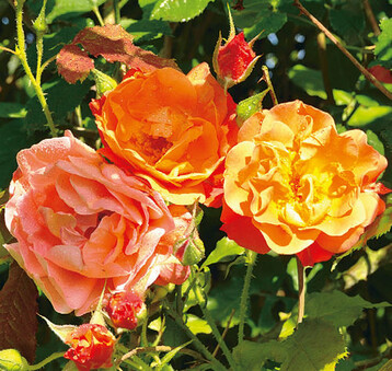 Mainau-Rosenknigin 2012: Sieg fr Strauchrose Westerland