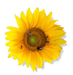 Wildbienen-Rückgang: Artensterben gefährdet nicht nur die Landwirtschaft