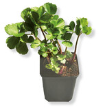 Staudensilie lässt sich
auch gut trocknen oder
für Smoothies verwenden