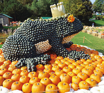 Der Froschknig