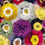 Auch diese Aurikel-Sammlung konnte gerettet
werden