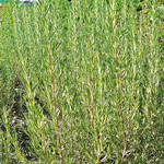 Winterharte Rosmarinsorte ‘Arp’