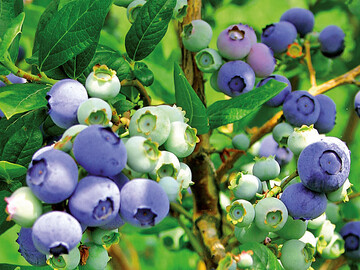 Kulturheidelbeeren