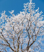 Frostschutz: Gehölze im Winter