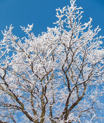 Frostschutz: Gehlze im Winter