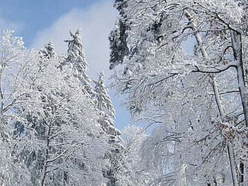 Waldbesitzer haften nicht fr Astbruch