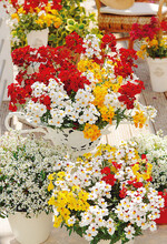 Nemesia ‘Little Alegria’ sorgt für Farbe auf Balkon
und Terrasse