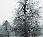 Streuobstwiesen bieten zahlreichen Tier- und Pflanzenarten Lebensraum