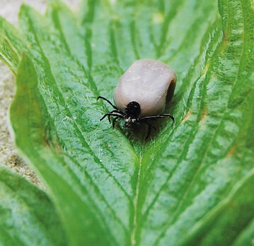 Auch im Garten ist man vor Zecken (hier ein vollgesaugtes Exemplar auf einer Erdbeerpflanze)
nicht sicher