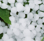 Zum Teil golfballgroße Hagelkörner
zerstörten einen Großteil der Obsternte
am Bodensee