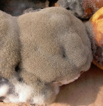Auch Fruchtfulen hervorrufende Schimmelpilze
haben Allergiepotenzial