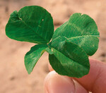 Eine alte Überlieferung
besagt,
dass nur zufällig gefundener Glücksklee „wirkt“