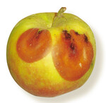 Schwarze Sommer-
fäule wird häufig
durch Fruchtmumi-
en am Baum übertragen