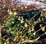 Winter-Duft-Heckenkirsche (<i>Lonicera purpusii</i>)