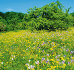 Schutzkonzept: Fledermäuse helfen Streuobstwiesen zu erhalten