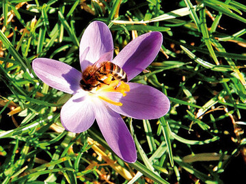 Bienen leiden unter verschiedenen Parasiten