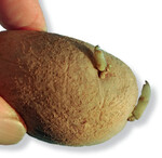 Zum Pflanzen kann man Kartoffeln vorkeimen lassen, in der Küche sind diese Austriebe unerwünscht.