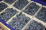 Ertrag und Fruchtqualität von Blaubeeren
steigen mit zunehmender Artenanzahl der
Bestäuberinsekten