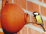 Kohlmeise an einem nach historischem niederländischen
Vorbild gebrannten Meisenpott.